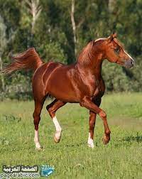خلفيات صور خيول 2021 عربية حصان 1442 عربية اصيلة الصفحة العربية Horses Horse Breeds Chestnut Horse