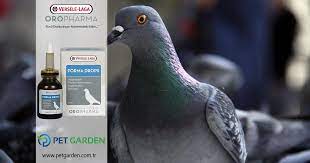 Oropharma Panosundaki Pin