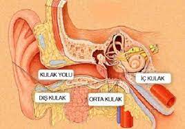 Ysf Adli Kullanicinin Healt Panosundaki Pin Kulak Saglikli Yasam Tarzi Saglik
