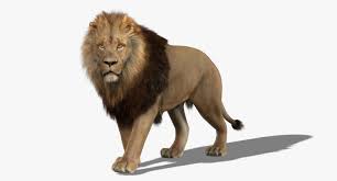 Maya Lion Rigged Fur 3d Lion Rigged 3d Lion 3d Lion Model High Detailed Photorealistic Lion Photoralisticlion 3dlionmodel 3dlion Li Lion Animals Fur