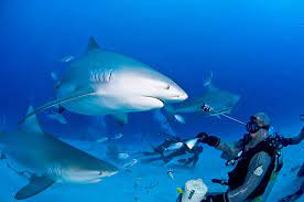 Diving Playa Del Carmen Encounters With Bull Sharks