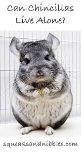 Can Chinchillas Live Alone A Guide To Introducing Chinchillas And Chinchillas Fighting Chinchilla Pet Chinchilla Chinchilla Facts