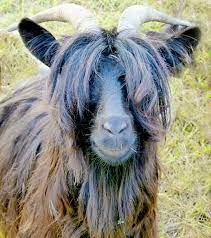 Pin On Animals With Funny Hairstyles
