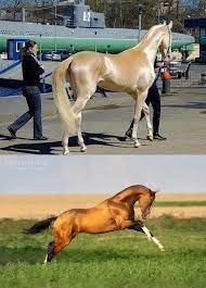 اجمل حصان في العالم 2013 صور الخيل Horses Golden Horse Animals