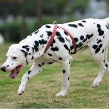 Dalmatian puppies for sale in north carolina, usa, page 1 (10 per page) puppyfinder.com is your source for finding an ideal dalmatian puppy for sale in north carolina, usa area. Dalmatian Puppies For Sale Adoptapet Com