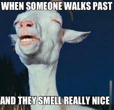 Meme Goat Funny Funny Pictures Humor Funny