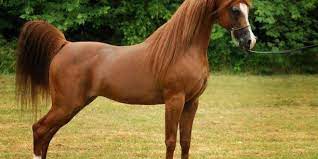 صور خيول عربية اصيلة اجمل واحلى خلفيات خيول Horses Animals