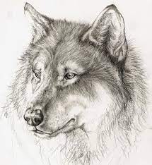 Wolf By Xchelseax92 On Deviantart Wolf Drawing Wolf Sketch Animal Drawings