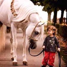 صور خيول رمزيات خيول جميلة خلفيات خيول 2016 Horses Arabian Horse Pretty Horses