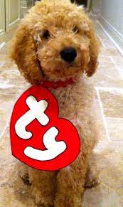 A booming breed currently gaining. 9 Amazing And Hilarious Dog Costumes For Funny Dogs