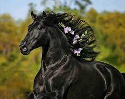 صور خيول جميلة Andalusian Horse Horse Pictures Horses