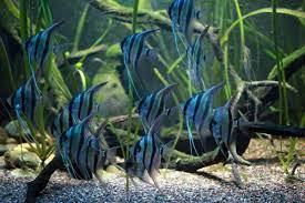 Amazon Rainforest Photos Altum Angelfish Angel Fish Aquarium Fish Fresh Water Fish Tank