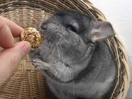 10 Things To Consider When Looking For Chinchillas Chinchilla Pet Chinchilla Chinchilla Care