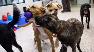 We are unable to place any adoptable animals on hold. A New Breed Of Housing Humane Society Tests Group Habitat For Shelter Dogs Mpr News