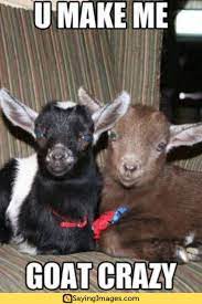 20 I Like You Memes That Will Make Her Blush Sayingimages Com Goats Funny Cute Goats Goats