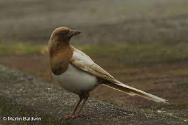 Brown And White Magpie Rare Animals Weird Animals Albino Animals
