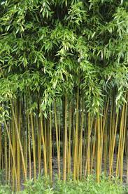 Phyllostachys Aureos Spectabilis Bamboo Spectabilis Bamboo Garden Bamboo Plants Plants