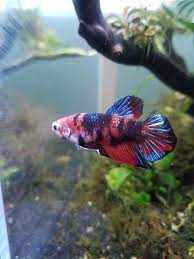 Galaxy giant koi betta facebook : My Presumably Galaxy Koi Betta Dandy Space Dandy Bettafish