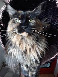 6 how much should a cat eat? Pin On Maine Coon Info