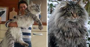 Some large cat breeds, such as the maine coon, ragdoll, and norwegian forest, can weigh up to 15 to 20 pounds. 50 Maine Coon Cats That Will Make Your Cat Look Tiny Bored Panda