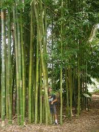 Pin On Garden Landscape