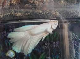 Albino bettas are very rare, and most likely you will not find one in a pet store, breeders usually sell albinos for a lot of money. Anybody Ever See An Albino Betta Well Now You Have Aquariacentral Com