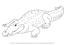 Learn How To Draw A Crocodile Zoo Animals Step By Step Drawing Tutorials Drawings Line Art Drawings Aboriginal Art