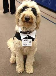 What is a toy goldendoodle, how big do they get, size of a full grown toy golden doodle, are they the toy goldendoodle is a breed dog that has been developed combining three different breeds. Goldendoodle Halloween Costume Dog Halloween Costumes Golden Doodle Dog Goldendoodle