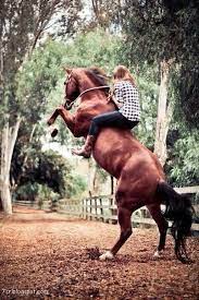 صور حصان صور خيول عربية أصيلة صور خيل Horses Horse Riding Clothes Horse Riding