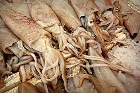 In insalata, alla griglia, in guazzetto, come sugo per una pasta… Come Cucinare I Calamari Surgelati Il Nostro Tempo E Adesso