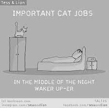 Important Cat Jobs In The Middle Of The Night Waker Up Er Cats Funny Cats Cat Jokes