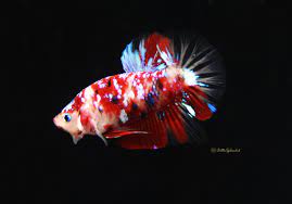 Tancho betta is koi betta with red spots on its head like the japanese flag. Galaxy Koi Hmpk Betta Released Bettasplendid Com