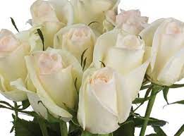 The White Majesty Rose Star Roses Plants Hybrid Tea Roses Tea Roses Hybrid Tea Roses Red