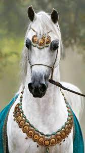 صوره مهره بيضاء جميله Cavalos Bonitos Cavalos Lindos Fotos De Cavalos