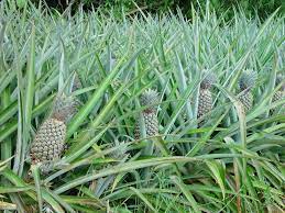 Caribfruits Ananas Fruits Tropicaux