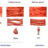 Smooth and cardiac muscle are contractile cells found in the walls of blood vessels and the heart, respectively. Https Encrypted Tbn0 Gstatic Com Images Q Tbn And9gcsdepj1a6tgt Td290arbpubavdob9ocxal8pwqsptdhe2625 Bbevfst Wickub3fbbwknkzyq3a Usqp Cau Ec 45781601