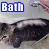 The shampoo is ideal for cats over six weeks with dry skin. Https Encrypted Tbn0 Gstatic Com Images Q Tbn And9gcqav1gaqz3mas8ai5mzyl2qsuheagdwzh3944zmsbvic03npqybcuwxxb 6vcnzzyqfmidptvq8bg Usqp Cau Ec 45781605
