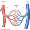 Learn more from cleveland clinic about the major blood vessels with illustrations of upper and lower. Https Encrypted Tbn0 Gstatic Com Images Q Tbn And9gcrwv V9jtvvo2z6jzrpiavfpvo Ukb1mtznkoqxpyxyvs4t7pcihf3rcrjoikvgm41orlhetol4ag Usqp Cau Ec 45781605