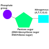 Each nitrogenous base in a nucleotide is attached to a sugar molecule, which is attached to one or more phosphate groups. Https Encrypted Tbn0 Gstatic Com Images Q Tbn And9gcr8rgbr1iswn6zjpswpgvhrt3uoym0jrwqlmpqj6ftplm6gn0auwtgaiqrk3vgfsmgsu9z12lmscw Usqp Cau Ec 45781605