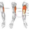 The biceps brachii is the main muscle in your upper arm, stretching from the shoulder joint to your elbow. Https Encrypted Tbn0 Gstatic Com Images Q Tbn And9gct9d0v2b1pordzxrt Qrt Modurv1kcoa1mk3wv2xvsq7rdvyxr4vbcklxtesm4wml6nplkoynrfg Usqp Cau Ec 45781605