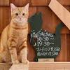 When you're near a cat, you'll. Https Encrypted Tbn0 Gstatic Com Images Q Tbn And9gcqv5noyxmgxcdlglk5 Ywmynt5axzqjetr5fb1u Zhbq4dwqfeoewq4h3qavdp B8pnahgspqig Usqp Cau Ec 45781605