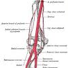 This artery provides blood to the right upper chest, right arm, neck, and head, through a branch called right vertebral artery. 1