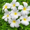 Composizione in ciotola di fiori bianchi e fiori arancio. Https Encrypted Tbn0 Gstatic Com Images Q Tbn And9gctxljlqo Rd8g6dj97bqvhgmcaji0a1padhzcuuzw9falqej1snqyn9ko2eyw7oim8ktvzbu2zhuhg9ja7q4q Usqp Cau Ec 45799660