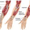 These muscles are located above the elbow. Https Encrypted Tbn0 Gstatic Com Images Q Tbn And9gcrkfeqyakkptl 7pepfbcctzluxg42gt6t0lxezurv1nm6pqp9mfadcwunle4da7ezzsyknd Bvzptkuwr7ua Usqp Cau Ec 45799664