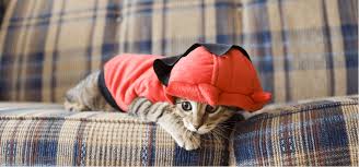 7 Outfits for Cool Cats - PetPlace