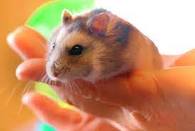 Tumor em hamster: saiba como identificar o problema | Petz