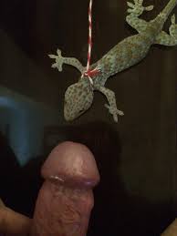 Gecko porn