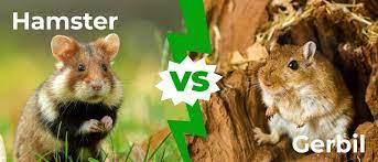 Hamster Pictures - AZ Animals