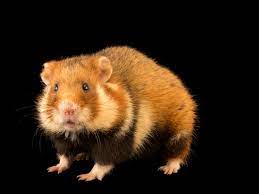 World's rarest wild hamster is now critically endangered