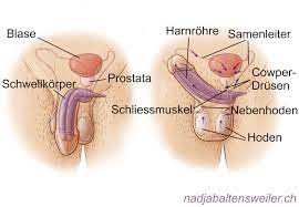 Mehrfach ejakulation
